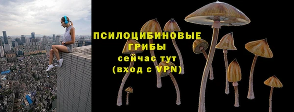 гашик Алексин