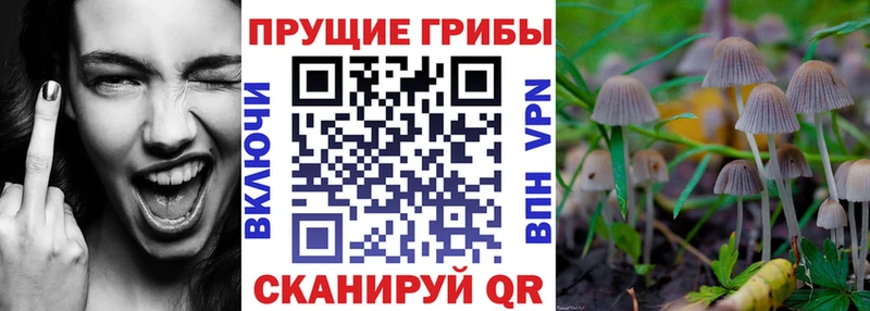 хочу   Электрогорск  Псилоцибиновые грибы Psilocybe 